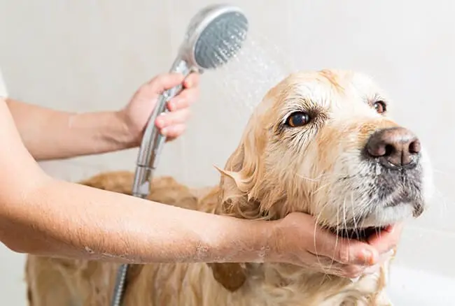Daily bath your dogs to prevent Demodectic mange