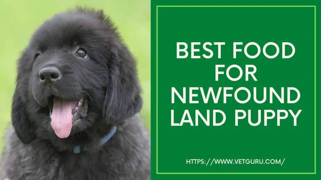 Best Food for Newfoundland Puppies: A Comprehensive Guide for Optimal Growth