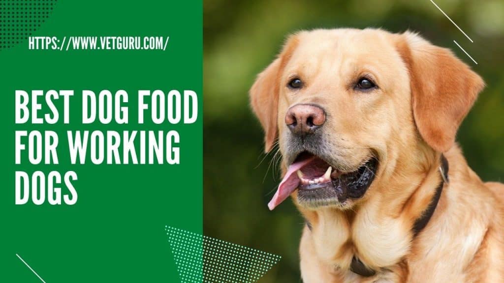 Dog Food for Working Dogs