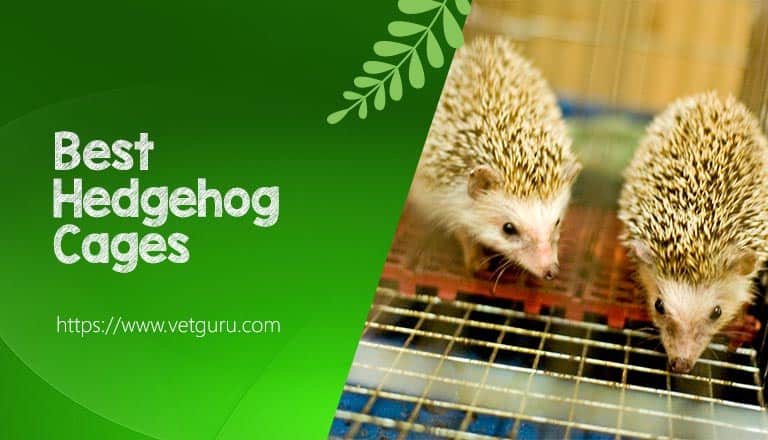 Hedgehog Cages