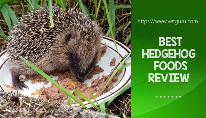 The 5 Best Hedgehog Foods 2021