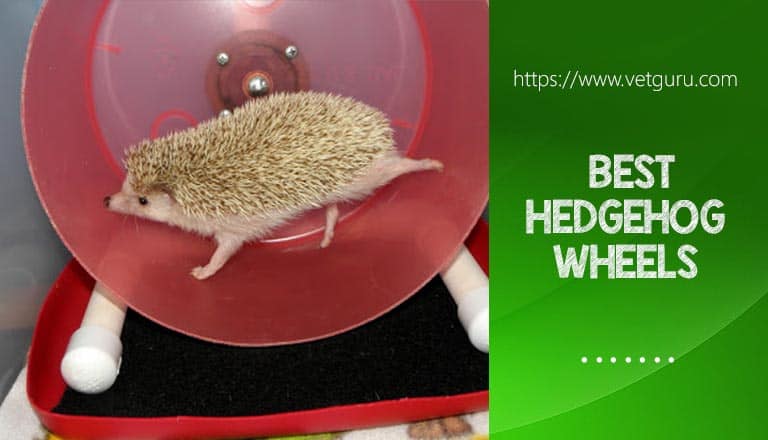 Hedgehog Wheels