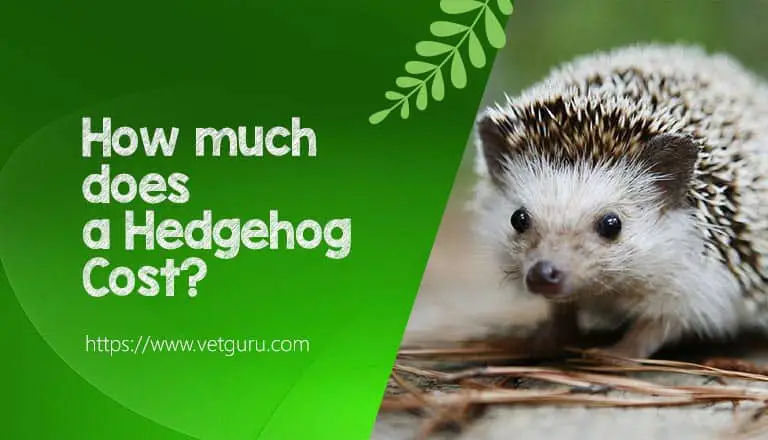 hedgehog vet costs