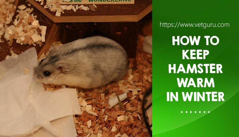 Keep Hamster Warm in Winter