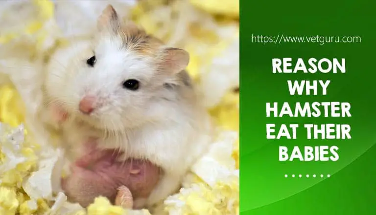 8 Reason Why Do Hamster Eat Their Babies