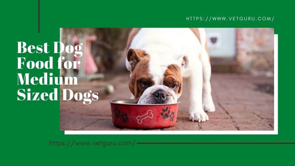 dog food for medium sized dogs