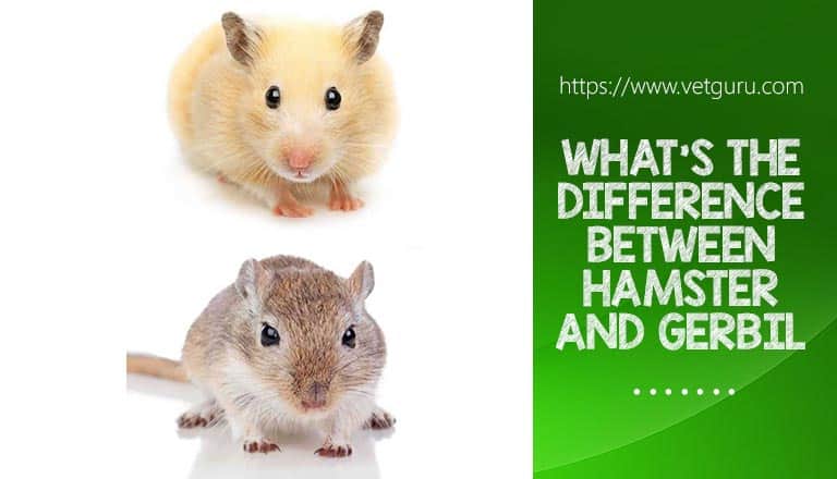 what's the difference between Hamster and Gerbil