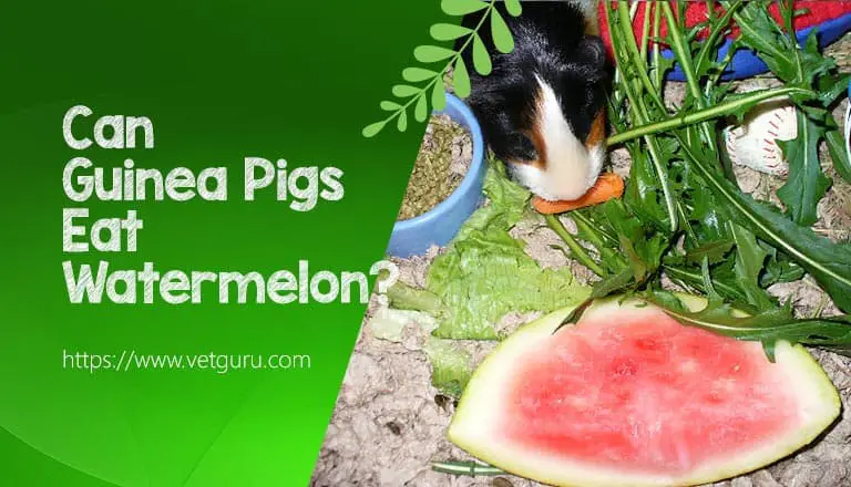 Can Guinea Pigs Eat Watermelon