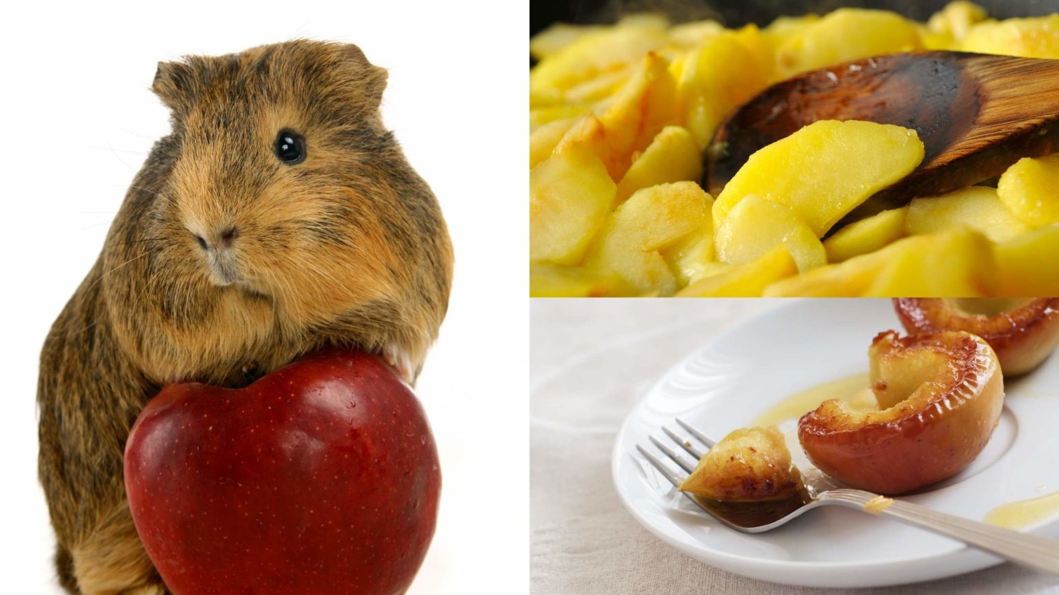 can-guinea-pigs-eat-apples-risks-benefits-servings-sixes-and-more