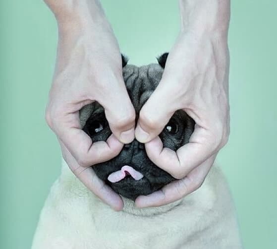 eyes-of-pug-puppy