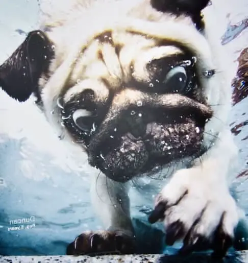 pug-puppy-under-the-water