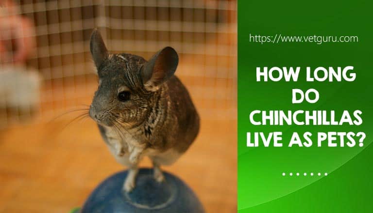 How long do chinchillas live