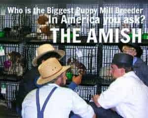 amish puppy mills