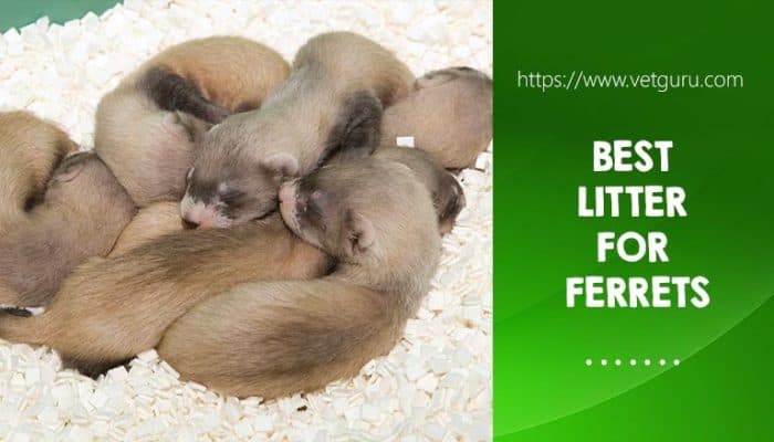 Choosing the Best Litter For Ferrets