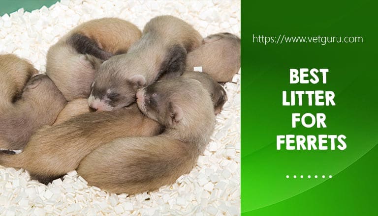 Best Litter For Ferrets