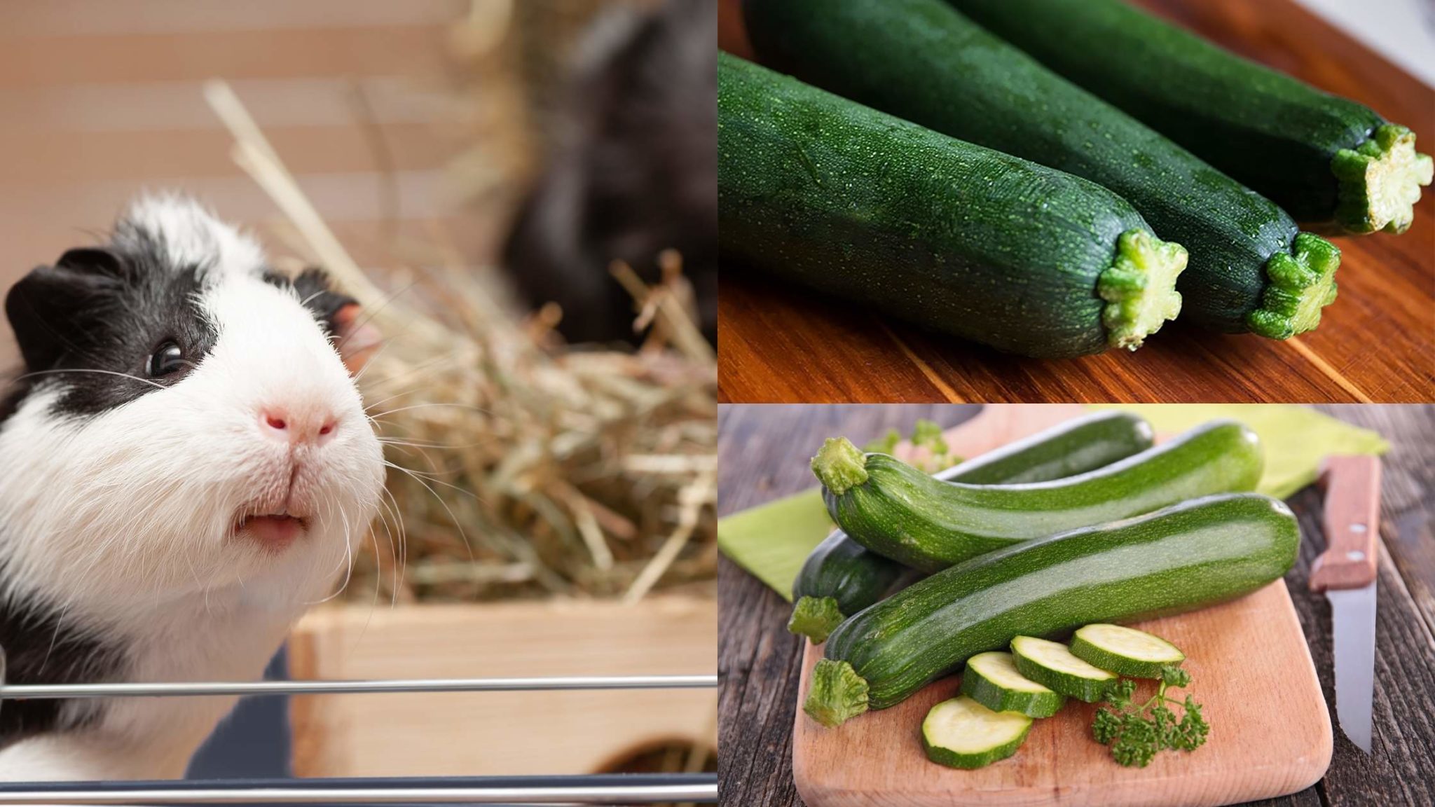 Can Guinea Pigs Eat Zucchini Skin