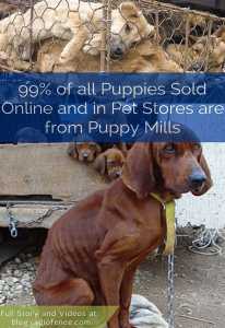 do-not-buy-puppies-in-pet-stores