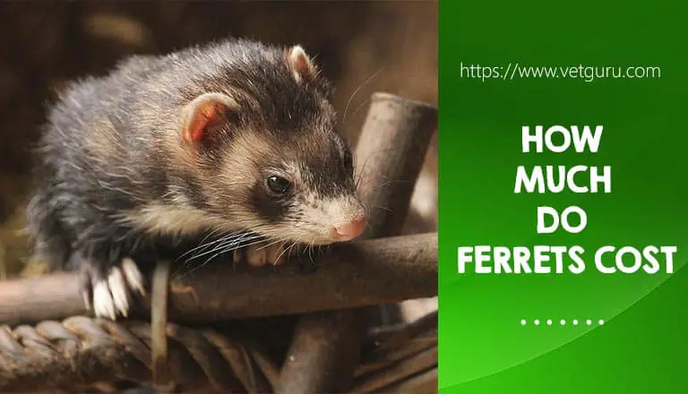 How Much Do Ferrets Cost