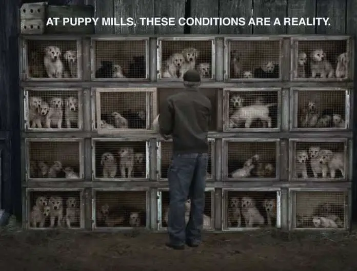 reality-of-puppy-mills