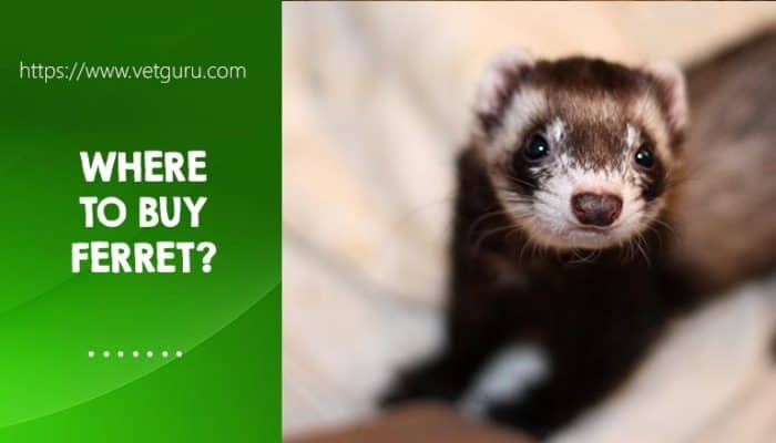 Find A Ferret For Sale – Where To Buy Ferret