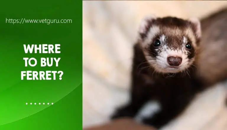 where to buy ferret
