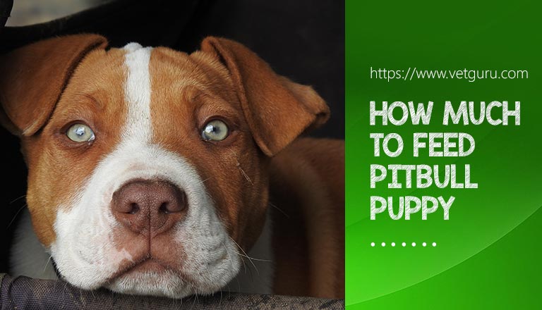 how often should i feed my pitbull puppy