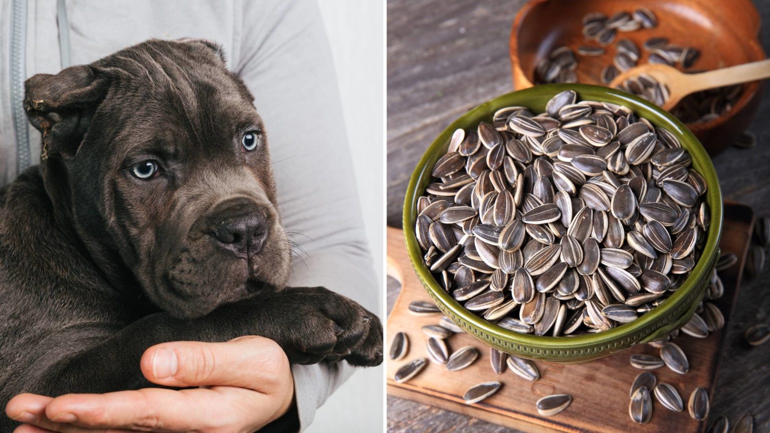 can-dogs-eat-sunflower-seeds-the-complete-guide