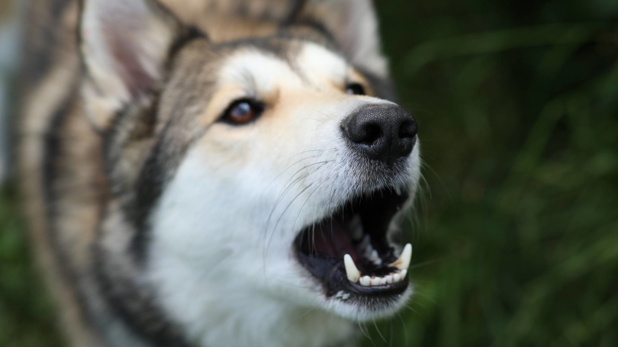 Do Dogs Get Tired of Barking? Why It Happens and How To Stop It