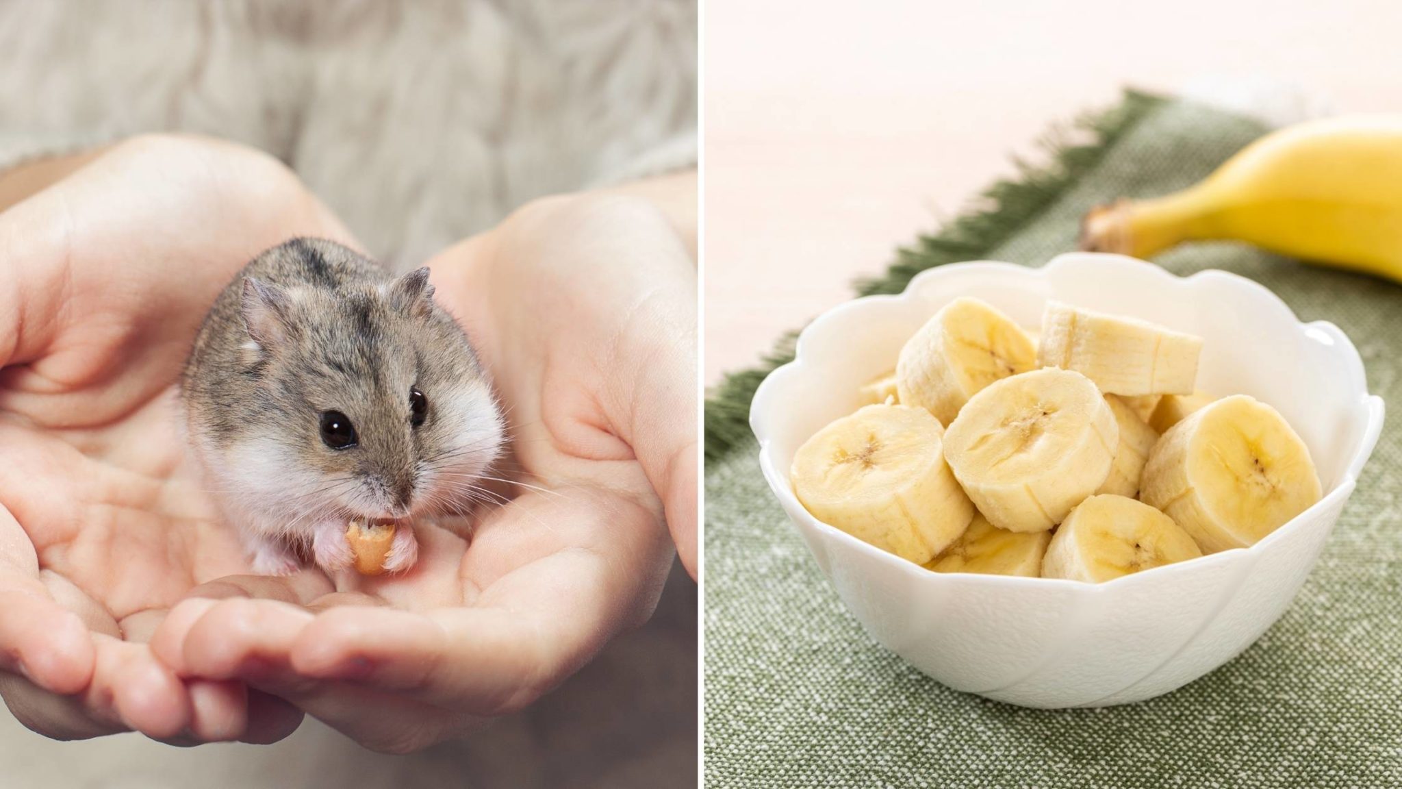 Can Hamsters Eat Bananas? A Complete Guide to Bananas for Hamsters