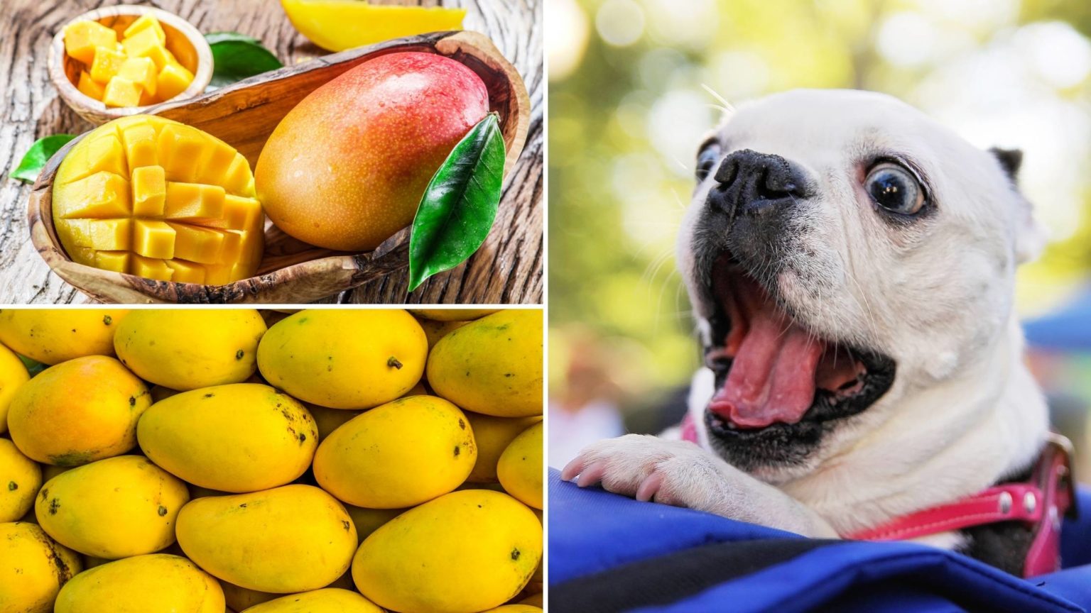 Can Dogs Eat Mango? Are Mangoes Good or Bad For Dogs?