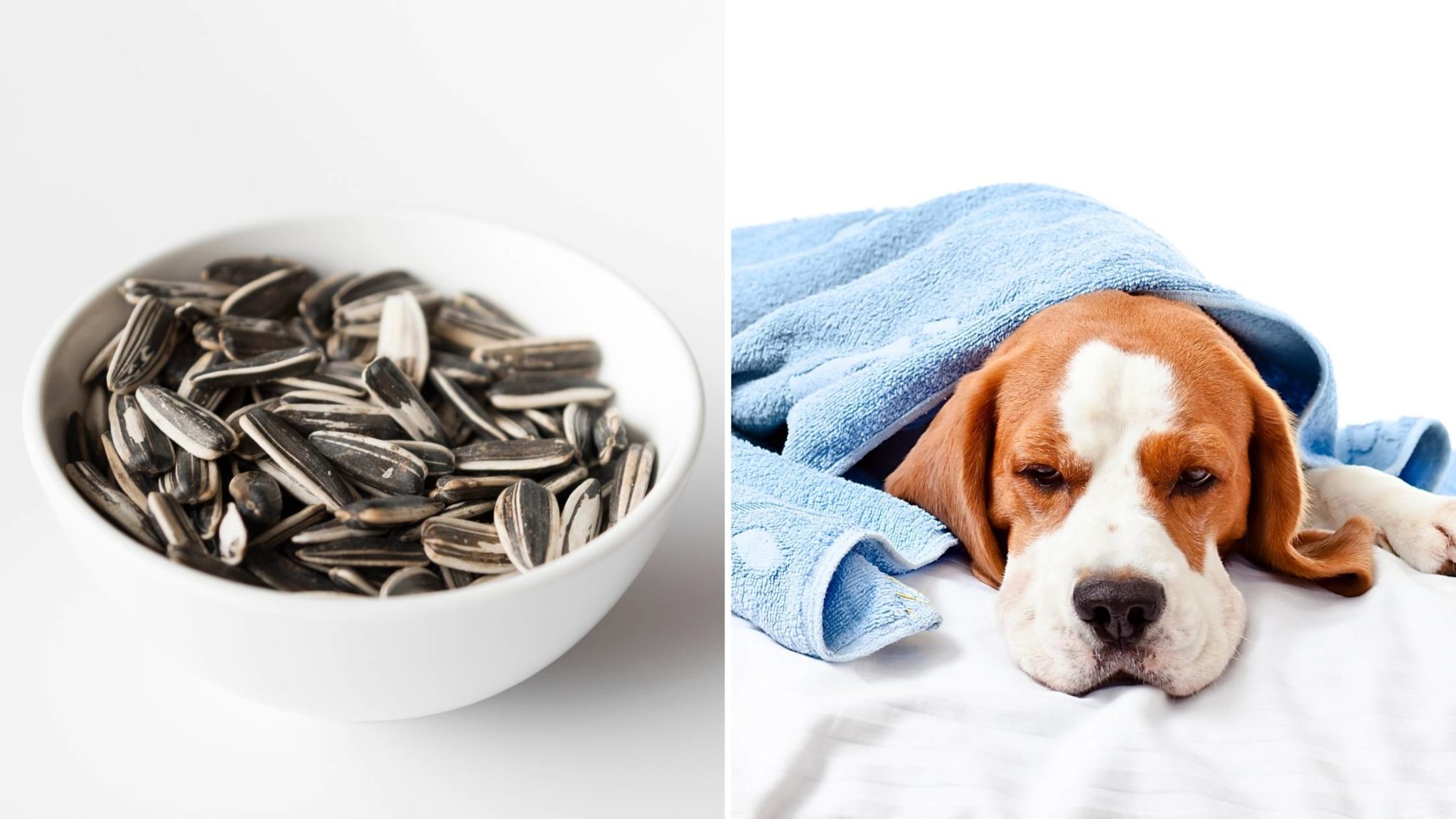 Can Dogs Eat Sunflower Seeds? The Complete Guide