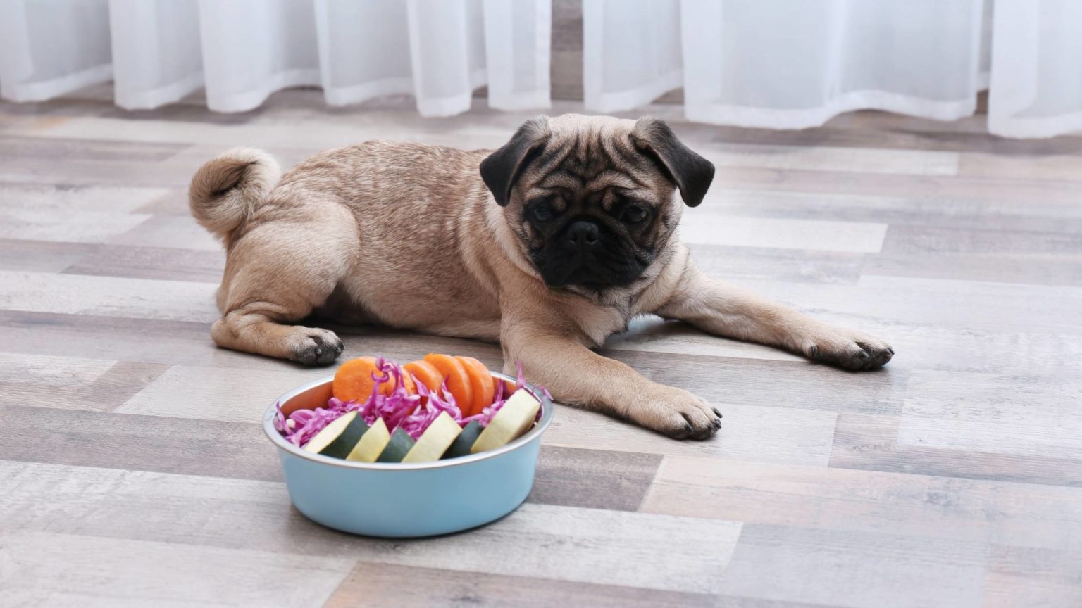 Best Dog Food For Pugs In 2021: A Complete Guide