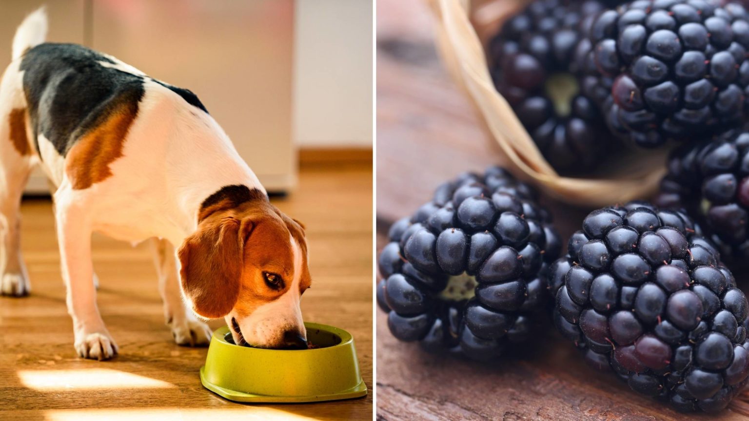 Can Dogs Eat Blackberries? Are They Safe for Dogs?