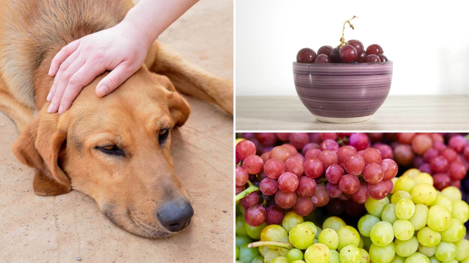 Dogs Eating Grapes