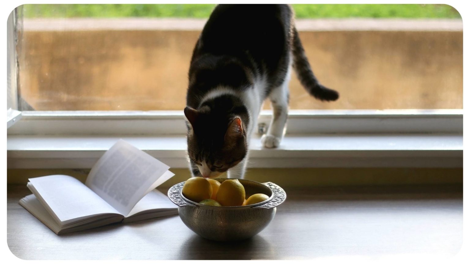 Can Cats Eat Lemon? The Essential Guide to Keeping Your Cat Safe