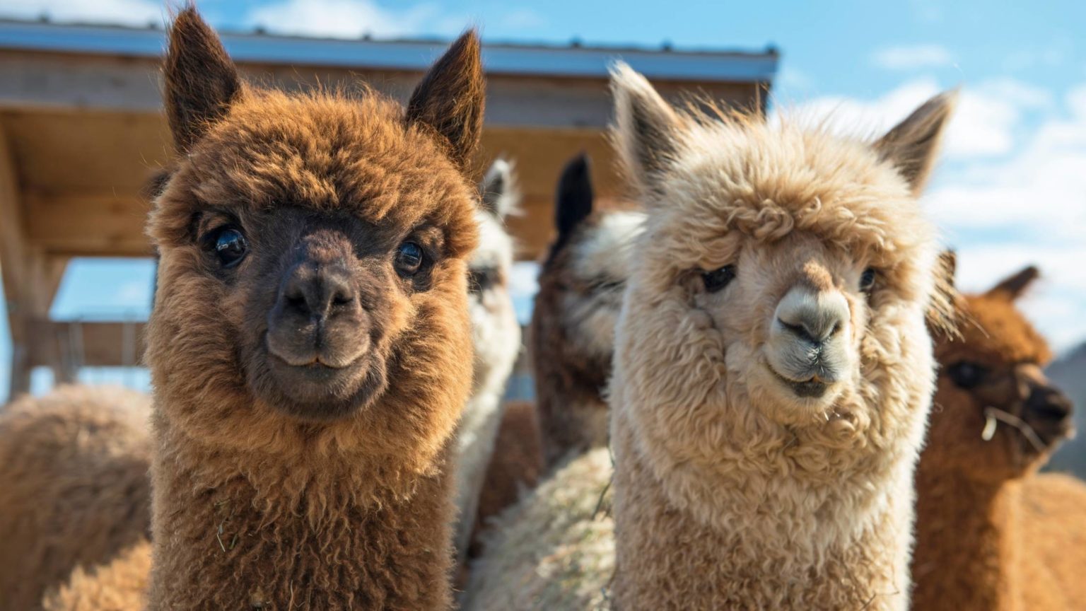 What Do Alpacas Eat? Guide to Alpaca’s Food List