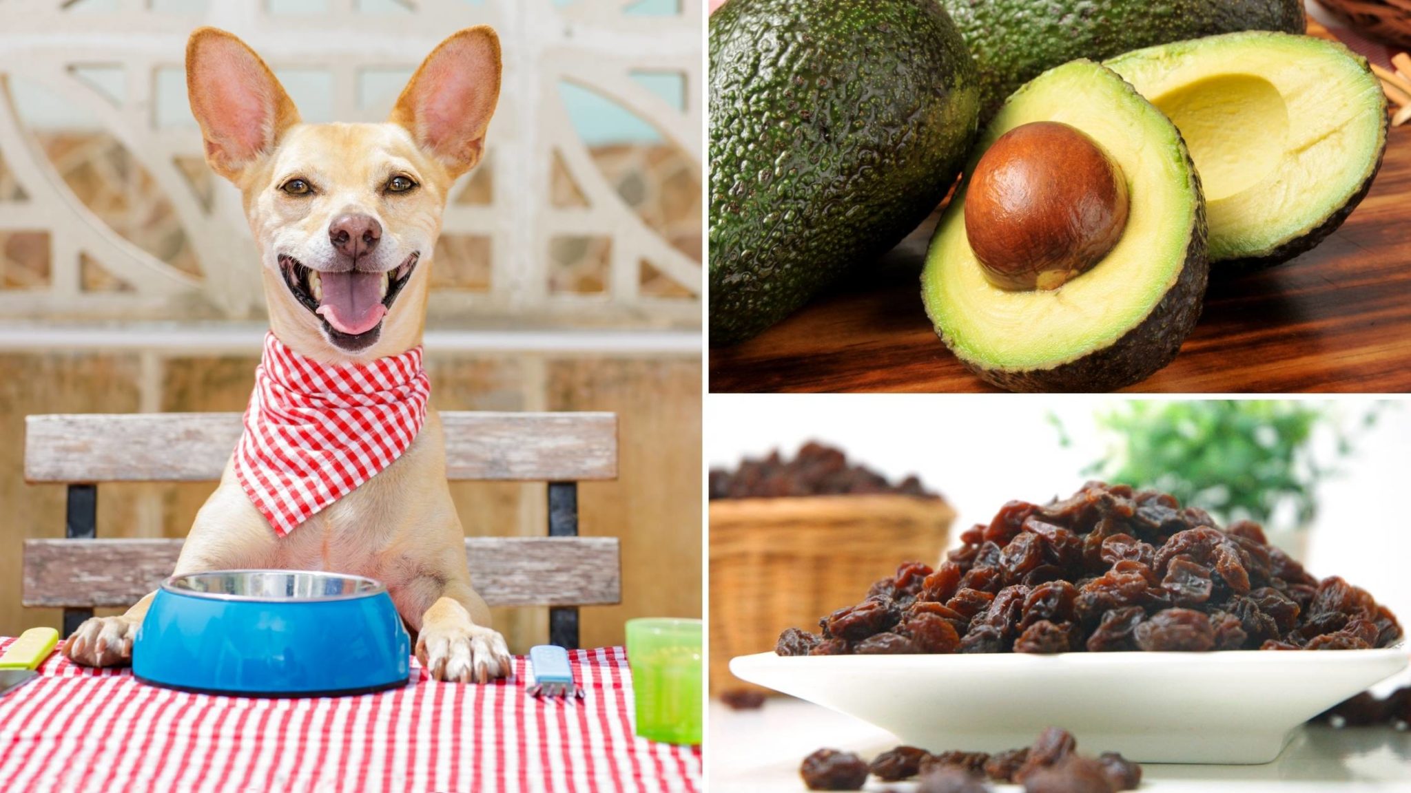 What Fruits and Vegetables Can Dogs Eat? A Complete Guide