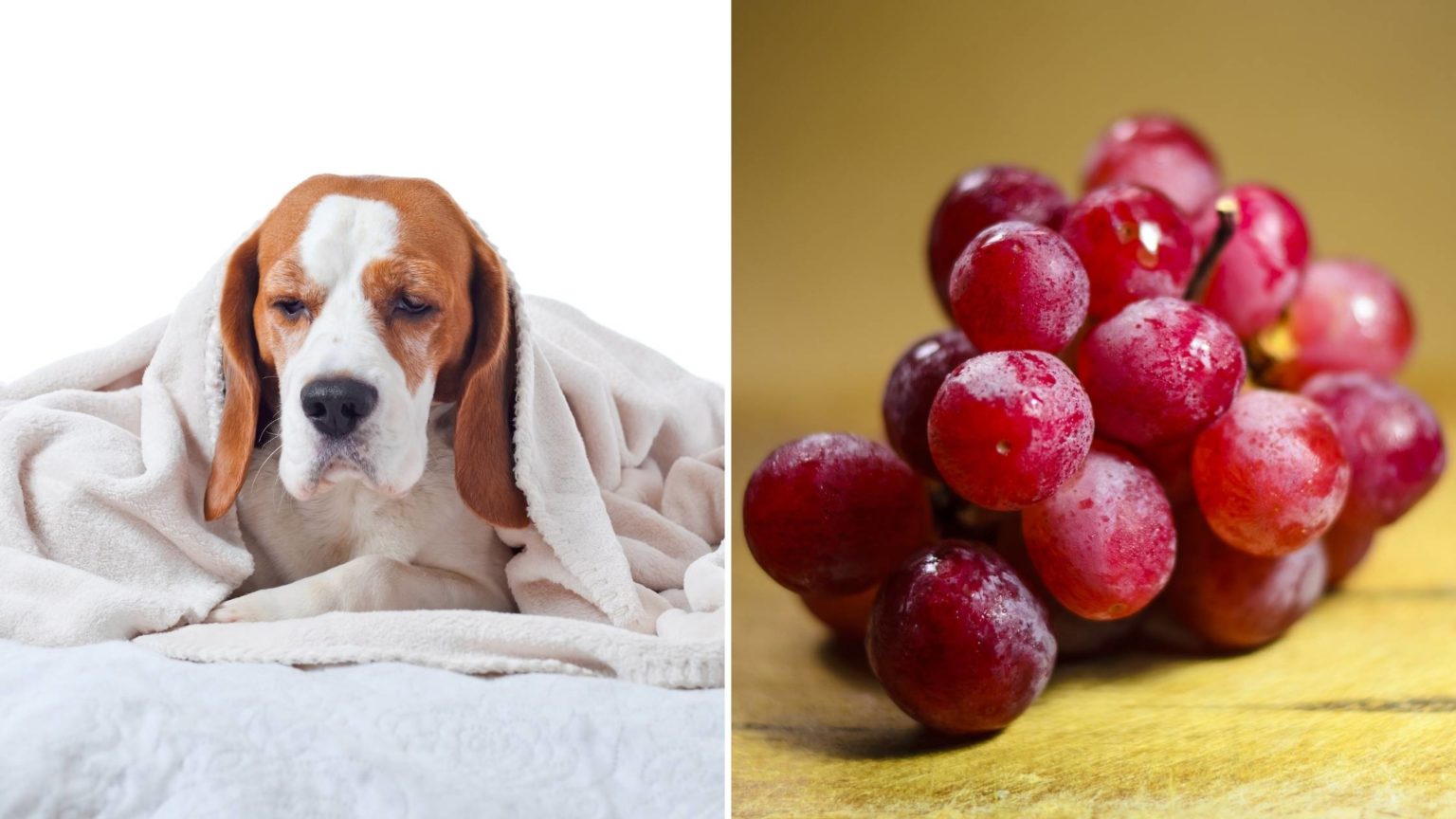 Can Dogs Eat Grapes Risks, Treatment and More