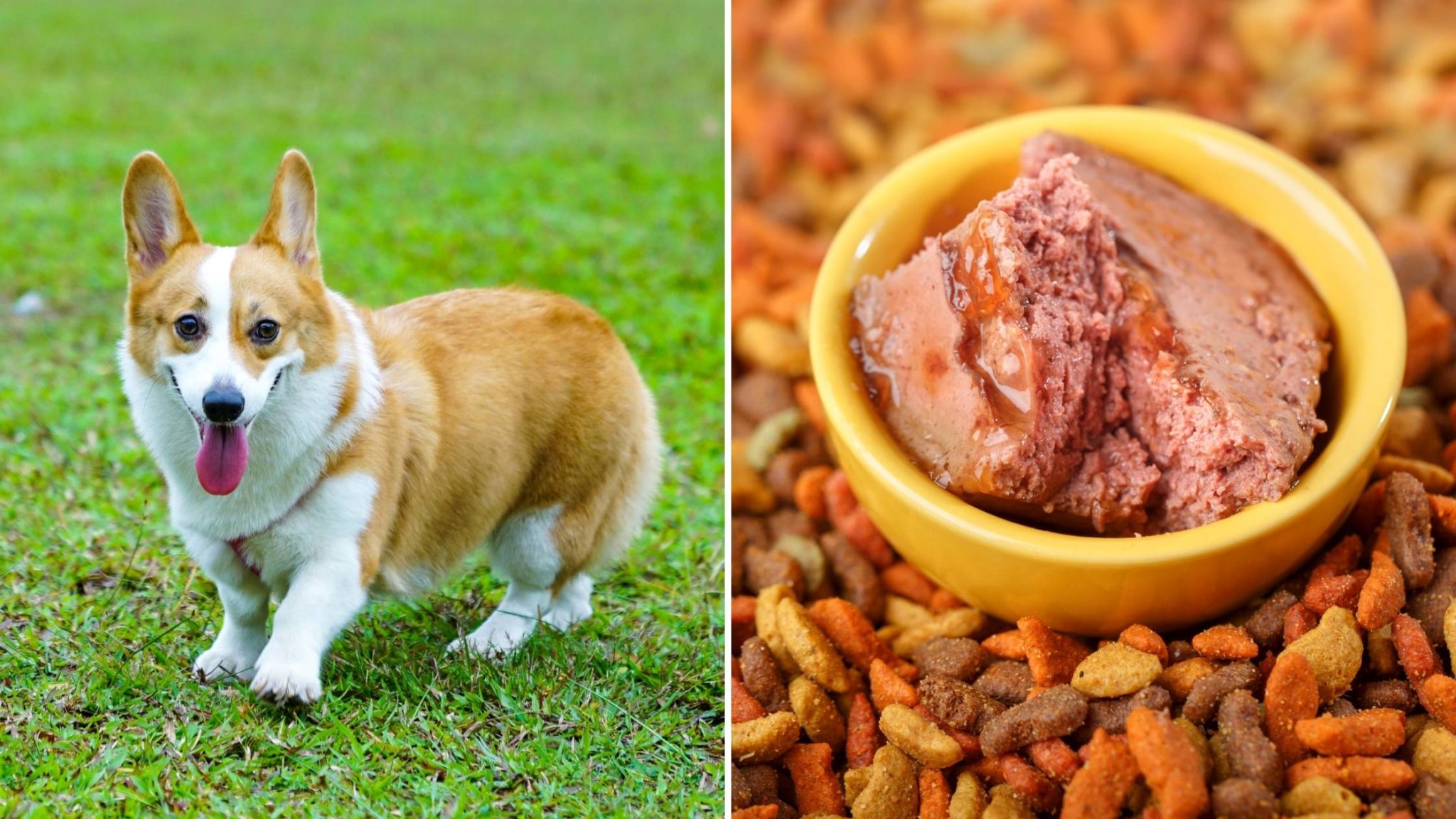 Best Dog Food For Corgis The Ultimate Guide For 2021