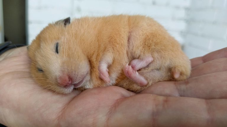 do pet hamsters hibernate