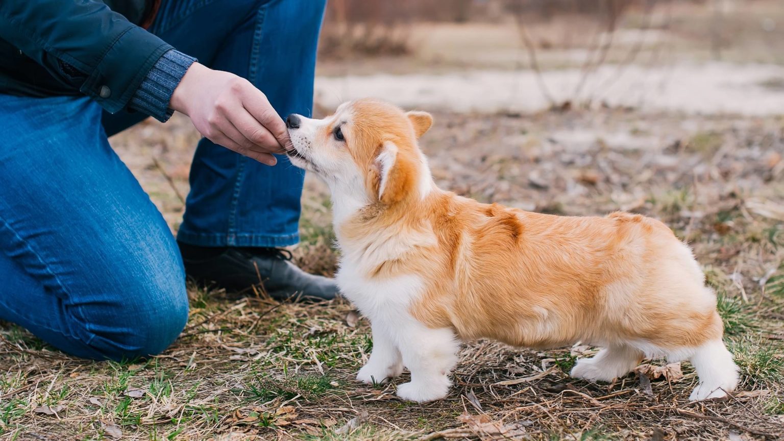 best-dog-food-for-corgis-the-ultimate-guide-for-2021