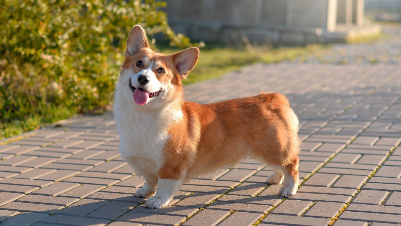 Corgi Tail - Should they be Short or Long? Should Corgi Tails be Docked?