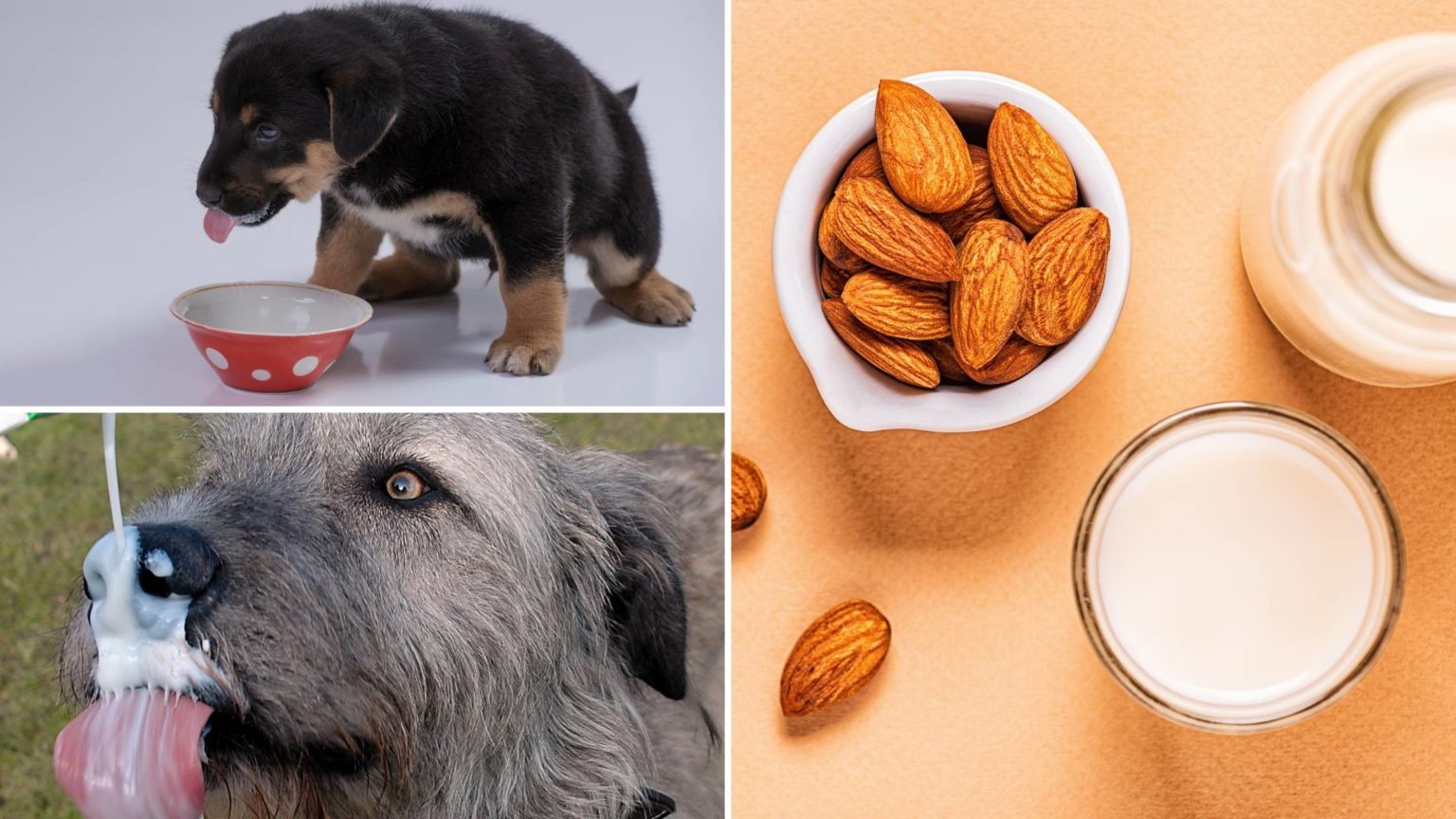 Can Dogs Have Almond Milk The Truth About Almond Milk and Dogs