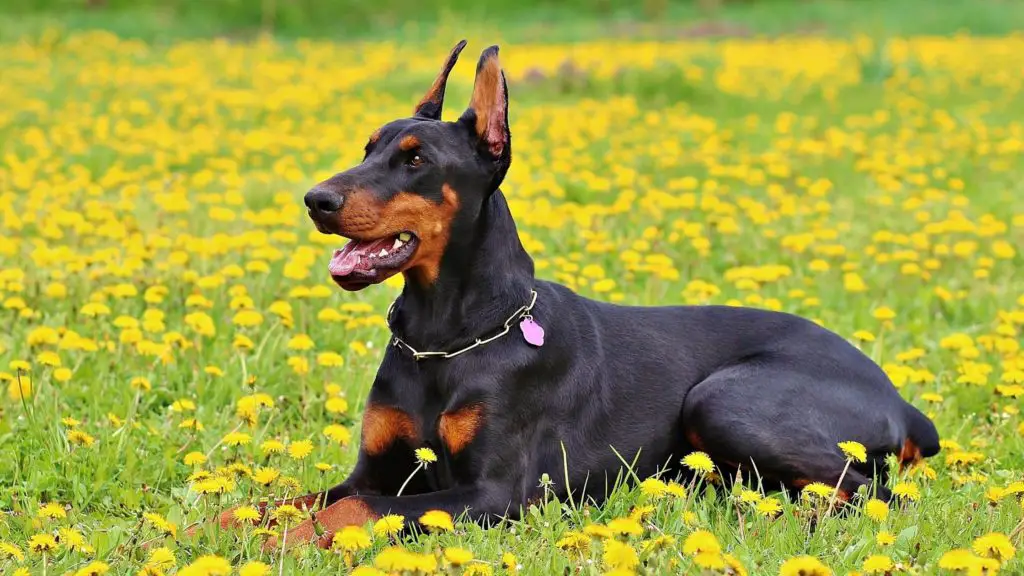 Best food for dobermans