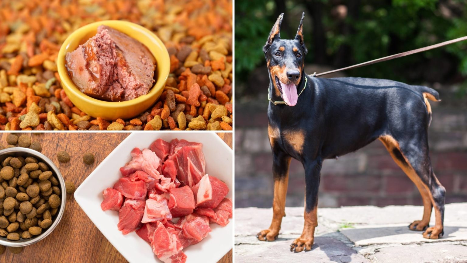 The Best Dog Food for Doberman Pinschers: A Comprehensive Guide