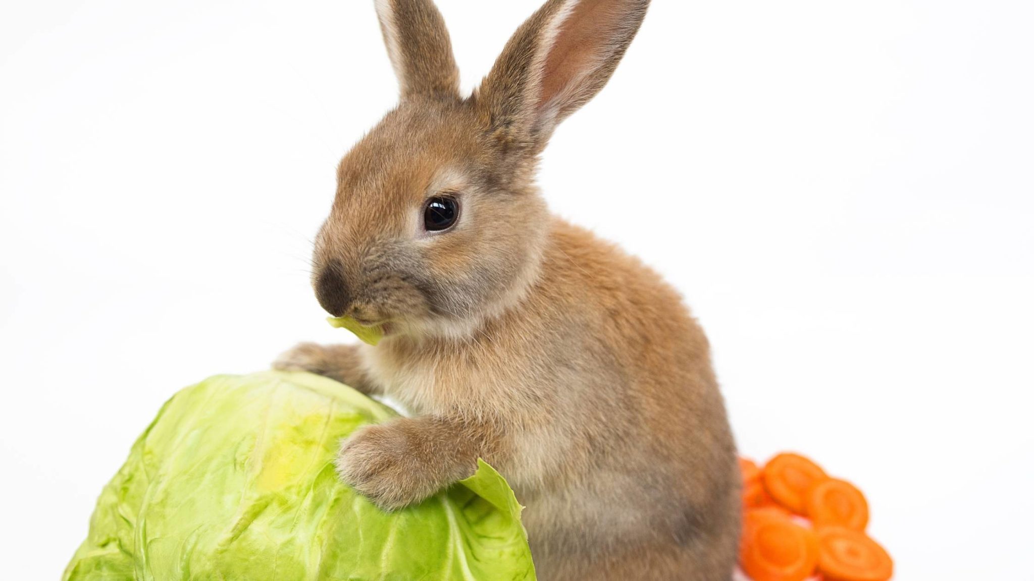 Can Rabbits Eat Red Cabbage? A Guide For Bunny Owners