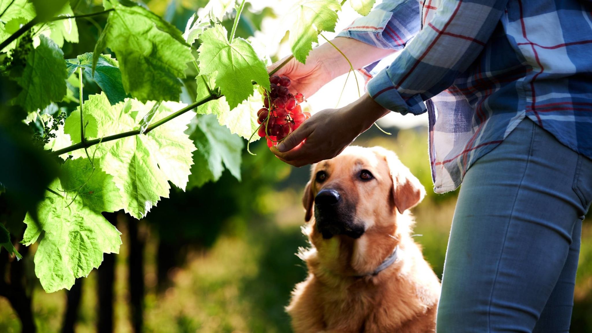 Can Dogs Eat Grapes Risks, Treatment and More