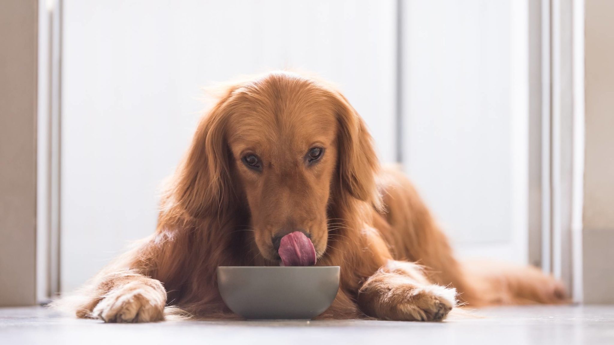 Can Dogs Eat Hummus: Safety, Benefits, And Risks