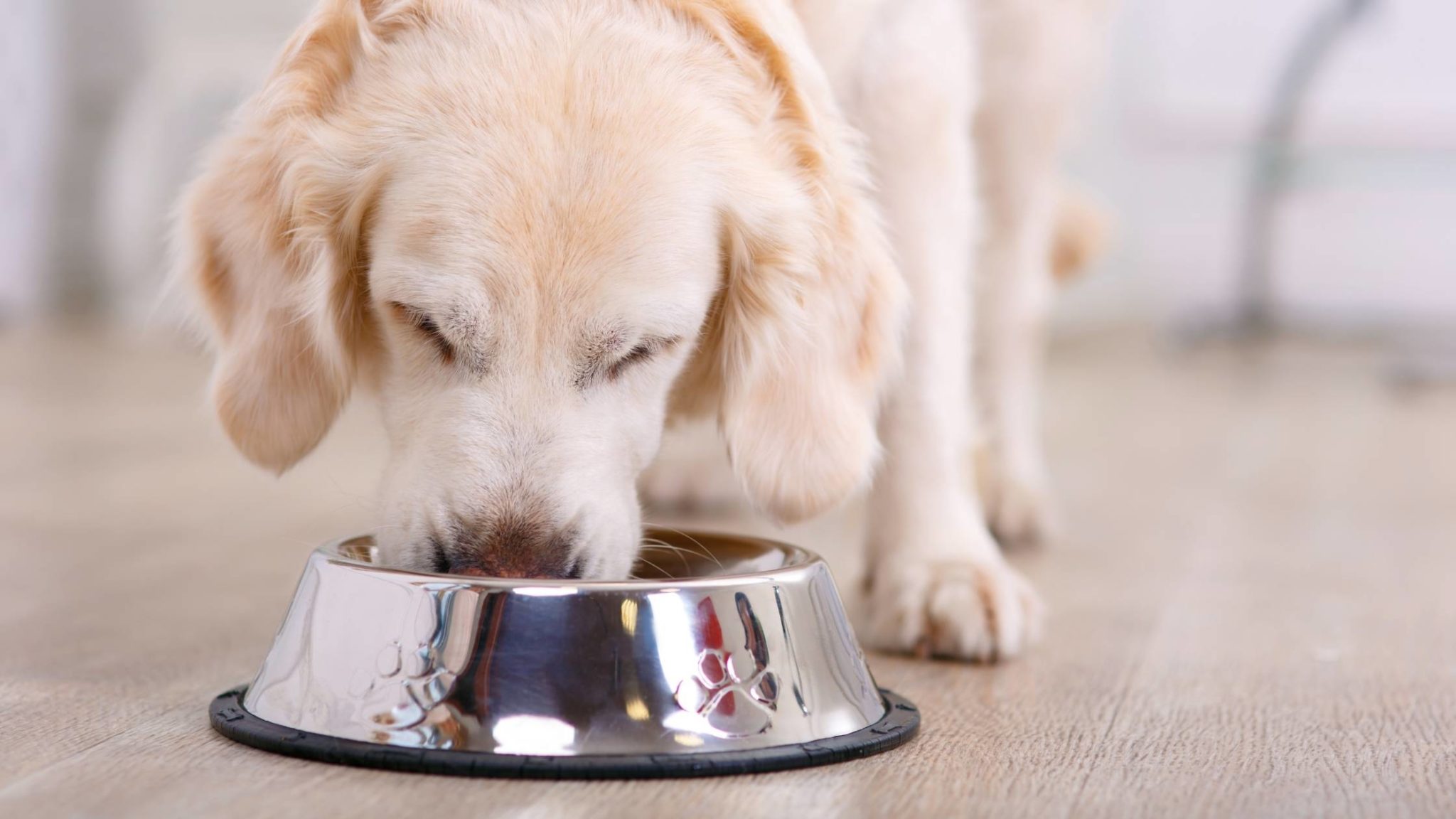 can-dogs-eat-jasmine-rice-or-not-is-jasmine-rice-safe-for-dogs