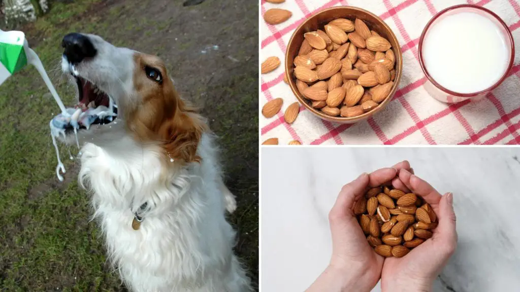 Can Dogs Have Almond Milk: The Truth About Almond Milk and Dogs